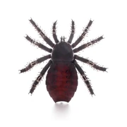 Palaeocharinus rhyniensis - MUSE