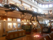 The Gorgosaurus Skeleton from the Redpath Museum as seen in the Movie.