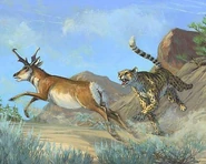 American-cheetah.jpg (33 KB)