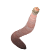 Ancalagon.png