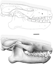 Ocepeia daouiensis skull reconstruction