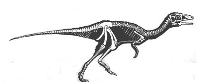 Phaedrolosaurus.jpg