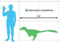 Velociraptor size comparison