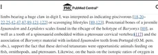 A description of Spinosaurid diet; adds the Baryonychinae consumption of iguanadontids; on more than one occasion