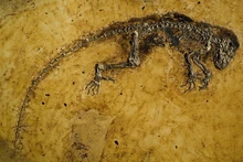 Darwinius 1050x700 2