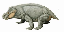 Kannemeyeria latifrons