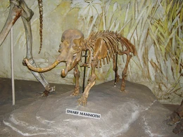 Mounted skeleton of Palaeoloxodon falconeri.