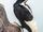 American Ivory-Billed Woodpecker