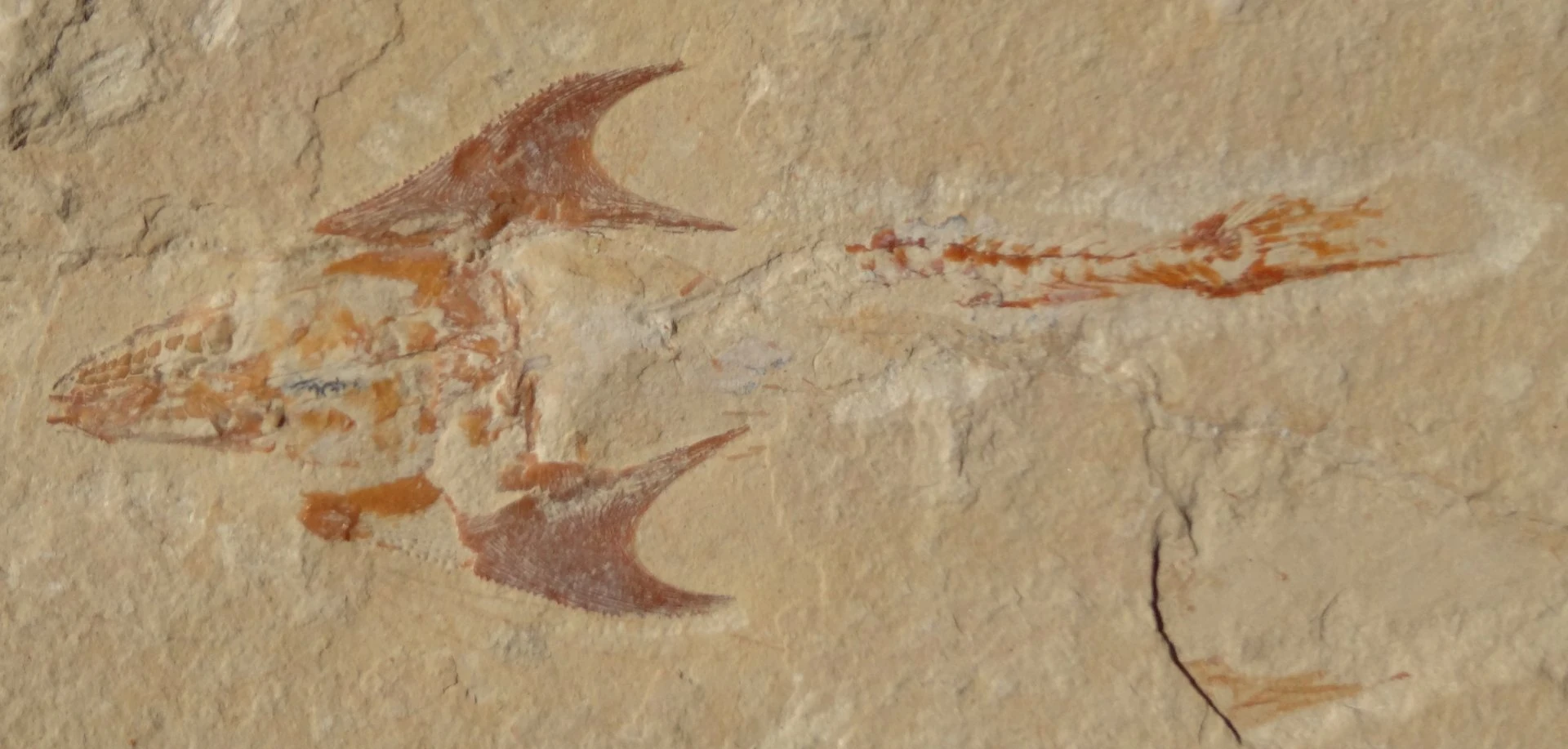 Coccodus | Dinopedia | Fandom