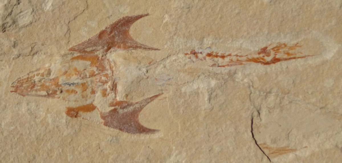 3D！魚類化石【Coccodus insignis】(crusher fish) Fossil Fish Coccodus insignis