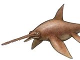 Eurhinosaurus