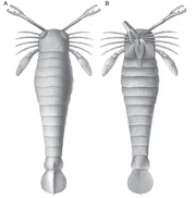 Historical depiction of a pterygotid , in dorsal (left) and ventral (right) views