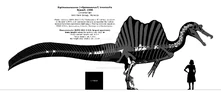 Sigilmassasaurus brevicollis composite by Randomdinos