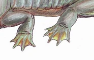 20191221 130327.jpg (60 KB) Temnospondyl webbed feet.