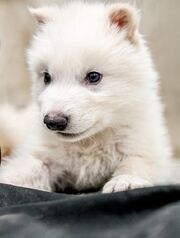 DireWolf