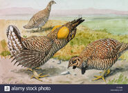 A-painting-of-a-male-and-female-prairie-chicken-with-a-heath-hen-CY183N