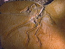 250px-Archaeopteryx lithographica (Eichstätter Specimen).jpg