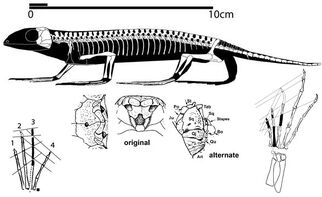 Anthracodromeus longipes skeleton