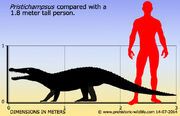 Pristichampsus-size