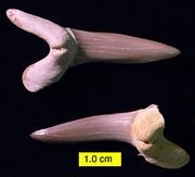 ScapanorhynchusCretaceousIsraelTwo