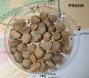 Crinoid fragments from Požáry Formation, by David Bressan