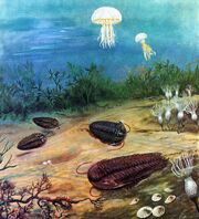 Cambrian Period Trilobites.jpg