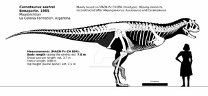 Carnotaurusskeletal