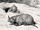 Horned Gopher
