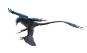 Restoration of Microraptor gui