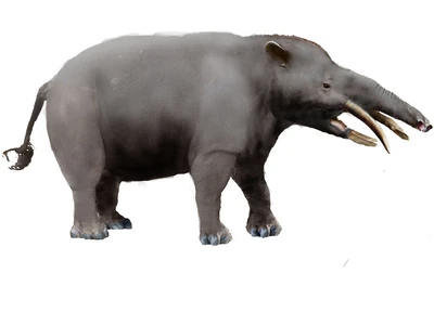 Granastrapotherium wip by zimices-d54a3i8
