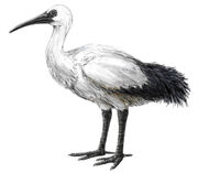 Threskiornis solitarius