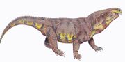 Chalishevia cothurnata