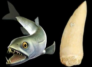 E lybicus1A.jpg (42 KB)