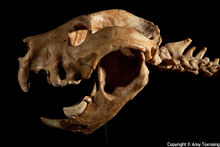 Thylacoleo Skull