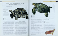 Turtles, Tortoises and Terrapins 2