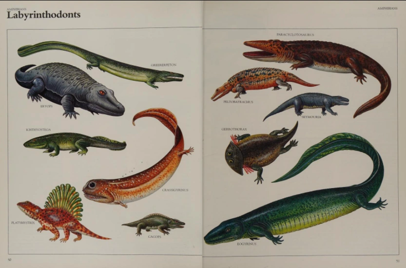 Peltobatrachus Dinopedia Fandom