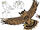 Berruornis