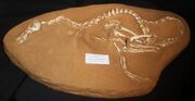 Halszkraptor fossil