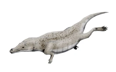 Maiacetus NT
