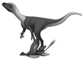 Sinocalliopteryx