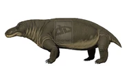 Jonkeria koupensis.