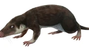 Life reconstruction of Eozostrodon