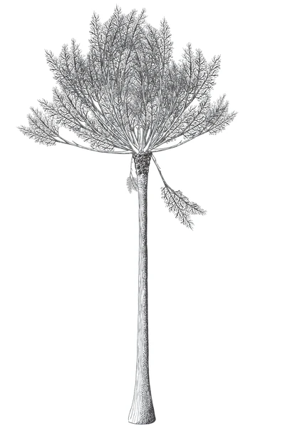 Pseudosporochnus