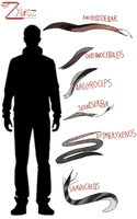 Elongatochelaliformes
