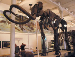 MAMMOTH Skeleton(1)