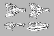 Orthosuchus Skull