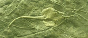 Pleurocystites squamosus