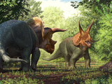 Triceratops