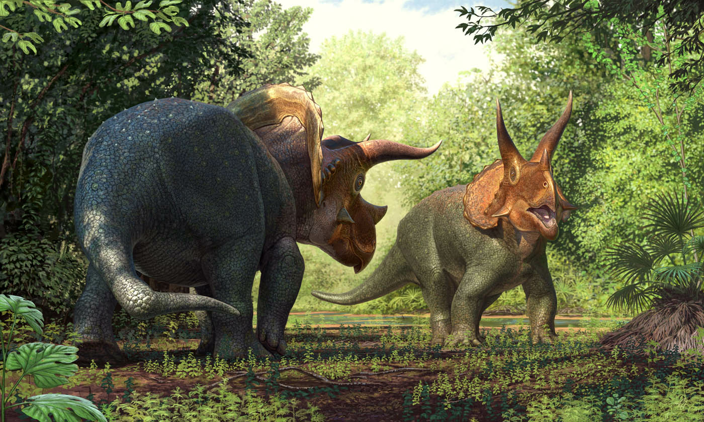 triceratops scientific name