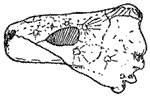 B. baini skull morphology